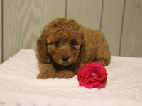 Willow, a female Poodle - Miniature  for sale in Lexington, IN – 5 of 8