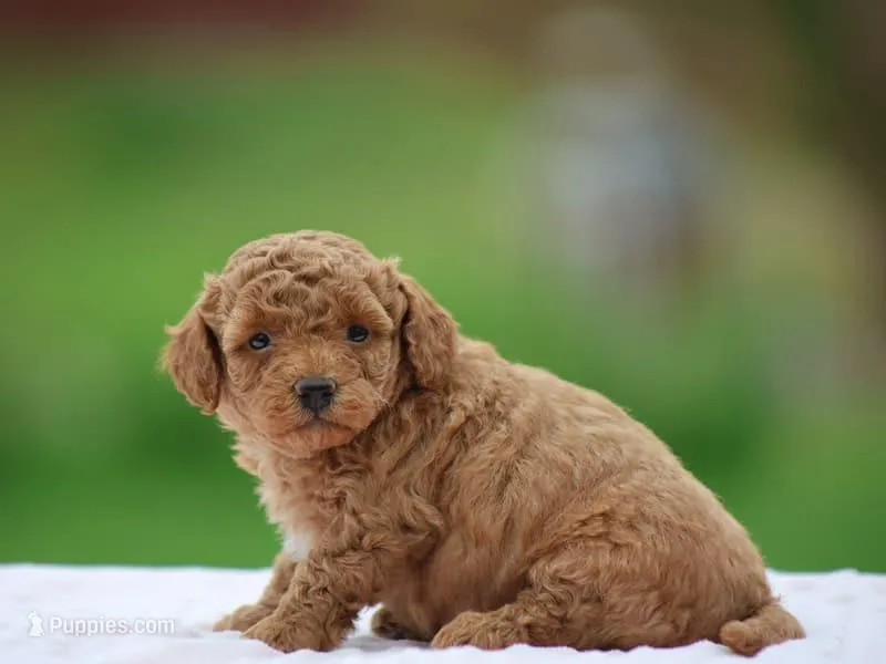 Willow – Poodle - Miniature  puppy for sale in Lexington, IN