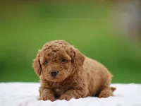 Willow, a female Poodle - Miniature  for sale in Lexington, IN – Photo 3 of 4