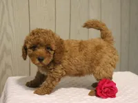 Willow, a female Poodle - Miniature  for sale in Lexington, IN – 6 of 8