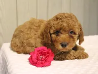 Willow, a female Poodle - Miniature  for sale in Lexington, IN – 8 of 8