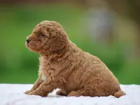 Willow, a female Poodle - Miniature  for sale in Lexington, IN – Photo 4 of 4