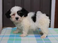 Kane, a male Shichon for sale in Lexington, IN – 8 of 8