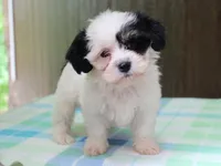 Kane, a male Shichon for sale in Lexington, IN – 5 of 8