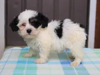 Kane, a male Shichon for sale in Lexington, IN – 6 of 8