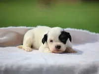 Kane, a male Shichon for sale in Lexington, IN – 3 of 8
