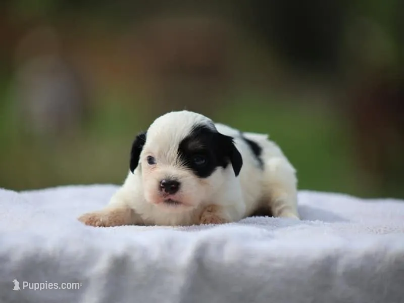 Kane – Shichon puppy for sale in Lexington, IN