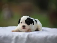 Kane, a male Shichon for sale in Lexington, IN – 1 of 8