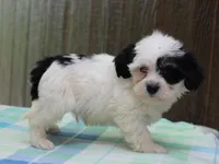 Kane, a male Shichon for sale in Lexington, IN – 7 of 8