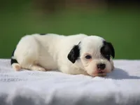 Kane, a male Shichon for sale in Lexington, IN – 4 of 8