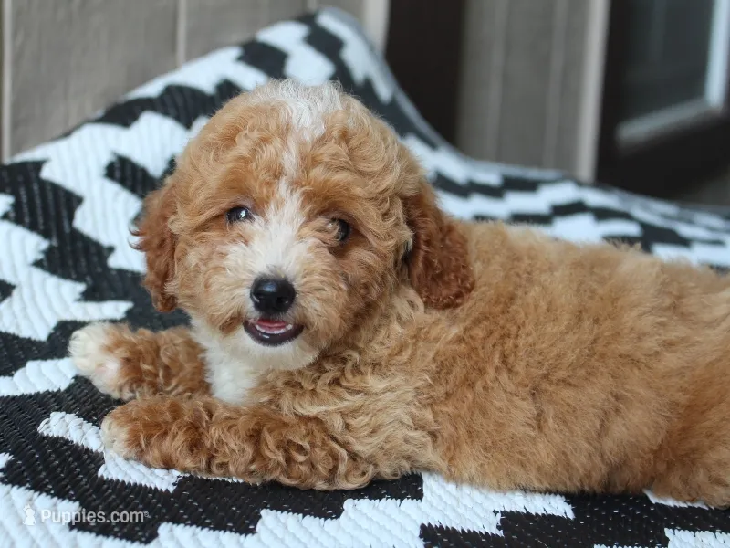 Shawn – Poodle - Miniature  puppy for sale in Lexington, IN