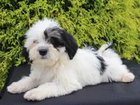 Kane, a male Shichon for sale in Lexington, IN – 1 of 4