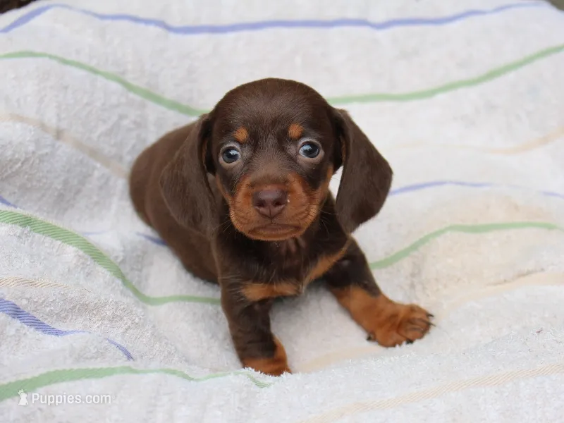 Jayde – Miniature Dachshund puppy for sale in Lexington, IN
