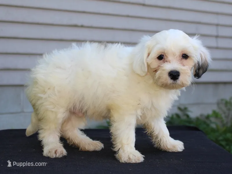 Daisy – Shichon puppy for sale in Lexington, IN