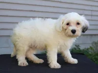 Daisy, a female Shichon for sale in Lexington, IN – 1 of 4