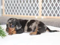 Olivia, a female Miniature Dachshund for sale in Lexington, IN – 3 of 4