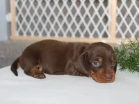 Jayde, a female Miniature Dachshund for sale in Lexington, IN – 4 of 4