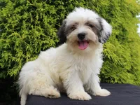 Kasper, a male Shichon for sale in Lexington, IN – 3 of 4