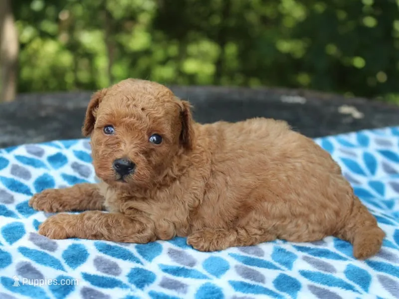  	Sherlock – Poodle - Miniature  puppy for sale in Lexington, IN