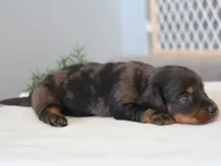 Rylie, a female Miniature Dachshund for sale in Lexington, IN – 4 of 4