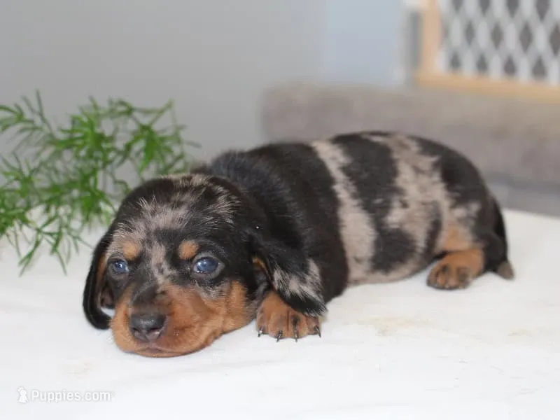Olivia – Miniature Dachshund puppy for sale in Lexington, IN