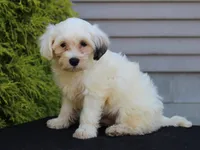 Hemlock, a male Shichon for sale in Lexington, IN – 2 of 4