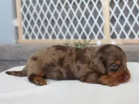 Patrickk, a male Miniature Dachshund for sale in Lexington, IN – 3 of 4