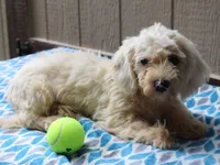 Hickory, a male Shichon for sale in Lexington, IN – 2 of 4