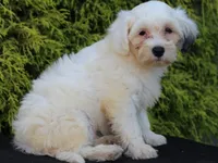 Hemlock, a male Shichon for sale in Lexington, IN – 3 of 4