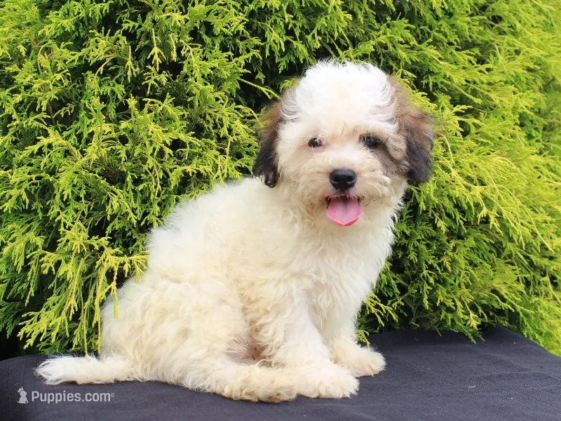 Kelton – Shichon puppy for sale in Lexington, IN