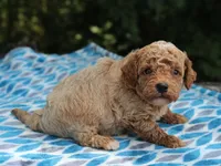 Sydney, a male Poodle - Miniature  for sale in Lexington, IN – 3 of 4
