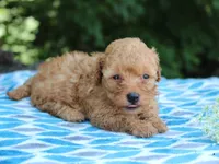 Selesta, a female Poodle - Miniature  for sale in Lexington, IN – 2 of 4