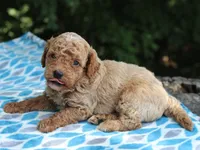 Sydney, a male Poodle - Miniature  for sale in Lexington, IN – 2 of 4