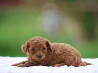 Westa, a female Poodle - Miniature  for sale in Lexington, IN – Photo 3 of 4