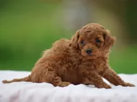 Westa, a female Poodle - Miniature  for sale in Lexington, IN – Photo 2 of 4