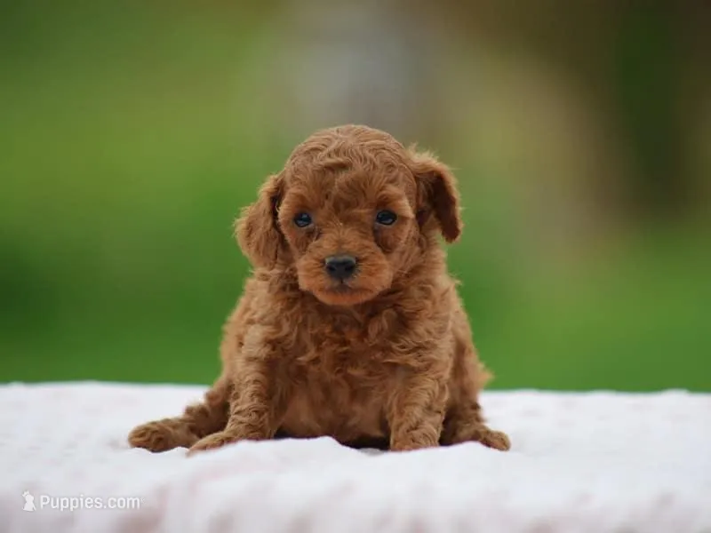 Westa – Poodle - Miniature  puppy for sale in Lexington, IN