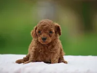 Westa, a female Poodle - Miniature  for sale in Lexington, IN – Photo 4 of 4