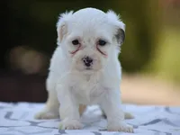 Hemlock, a male Shichon for sale in Lexington, IN – 1 of 4