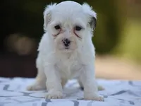 Hemlock, a male Shichon for sale in Lexington, IN – 3 of 4
