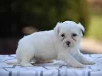 Hemlock, a male Shichon for sale in Lexington, IN – 2 of 4