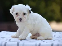Hemlock, a male Shichon for sale in Lexington, IN – 4 of 4