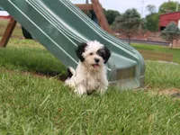Kane, a male Shichon for sale in Lexington, IN – 2 of 4