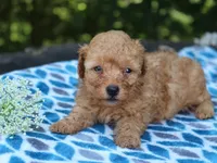 Selesta, a female Poodle - Miniature  for sale in Lexington, IN – 1 of 4