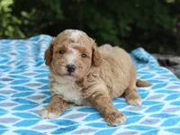 Shawn, a male Poodle - Miniature  for sale in Lexington, IN – 4 of 4