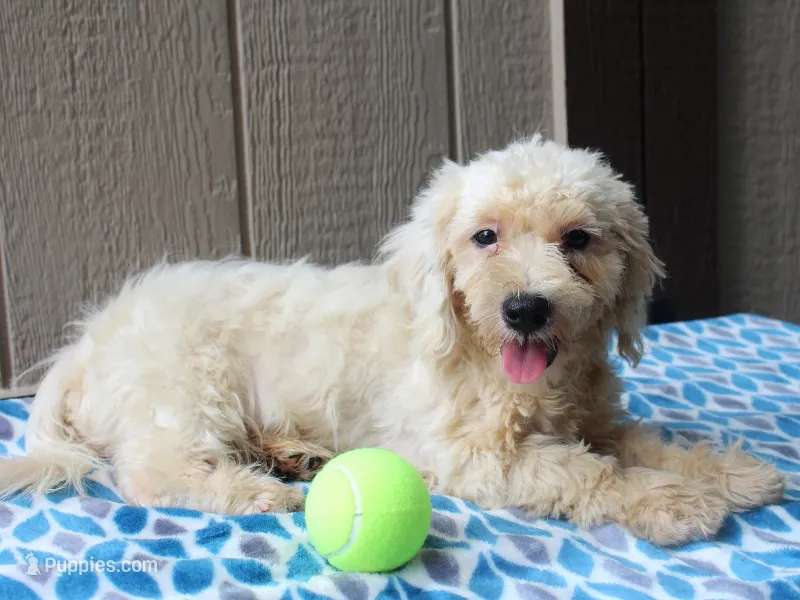 White Oak – Shichon puppy for sale in Lexington, IN
