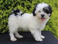 Kane, a male Shichon for sale in Lexington, IN – 3 of 4
