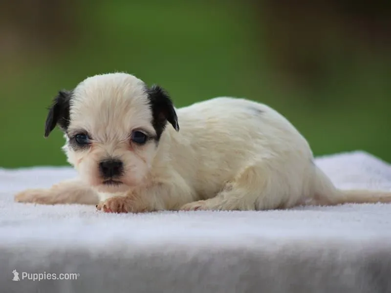 Kasper – Shichon puppy for sale in Lexington, IN