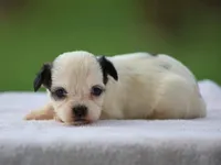 Kasper, a male Shichon for sale in Lexington, IN – 4 of 4