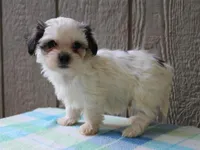 Kasper, a male Shichon for sale in Lexington, IN – 8 of 8
