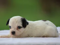 Kasper, a male Shichon for sale in Lexington, IN – 3 of 4